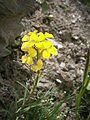 Erysimum rhaeticum