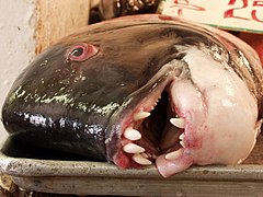 (California Sheephead)