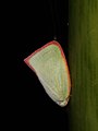 Flatidae (Hemiptera)