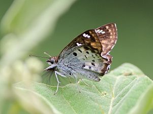 Ventral view