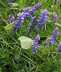 on Vicia cracca, Mount Ibuki, Shiga prefecture, Japan.