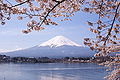 Image 65Mount Fuji and sakura (cherry blossoms) are national symbols of Japan. (from Culture of Japan)
