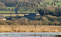 Greylag geese at Leighton Moss