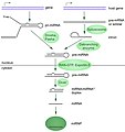 Overall process of formation of miRNA. We can choose either this one or the previous file (or both) in the article