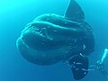 The giant sunfish