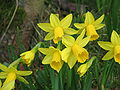 Narcissus 'Tête-à-Tête' close-up