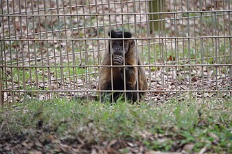 capuchin monkey