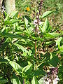 Ocimum tenuiflorum