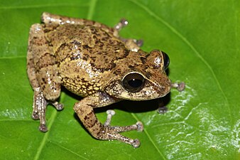 Lateral view