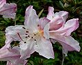 Rhododendron formosum