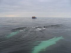 Whale Research Expeditions whit Mingan Island Cetacean Study (MICS),[36]