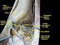 Dorsum of foot, deep dissection.