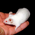 Image 3A mouse in the hand is worth two in the bush Photograph: Pogrebnoj-Alexandroff