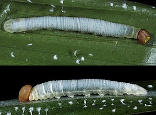 Larva