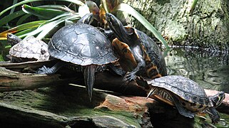 Painted turtles (Chrysemys picta).