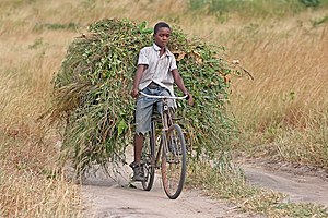 A Tanzanian boy transporting fodder on his bicycle to feed cattle