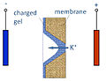 Asymmetric pore transmits positive ions preferentially from right to left.