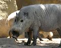 Bornean Bearded Pig