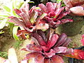 Bromeliad3