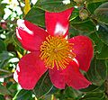 Camellia sasanqua 'Yuletide'