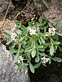 Cardamine resedifolia