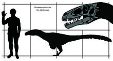 恐龙头部及身体与人类的尺寸比较