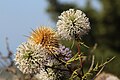 Echinops spinoissimus in Greece