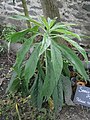 Echium pininana' young plant