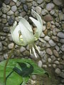 Erythronium 'White Beauty' flower