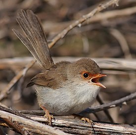 Superb Fairywren