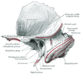 Left temporal bone, outer surface