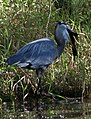 Image 7A Great blue heron at Alafia River State Park