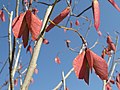 Hildegardia migeodii, Malvaceae, a rare endemic of these forests