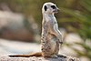 A single meerkat stands on its hind two legs while perched upon a rock
