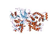 1u5i：大鼠m-钙蛋白酶突变体Lys10 Thr的晶体结构分析