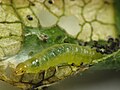 Larva on witch hazel (Hamamelis)