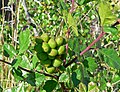 Rhus trilobata