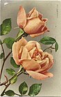 Safrano Rose Post Card