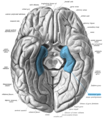 人腦底部（海馬旁迴位於藍色標記區）