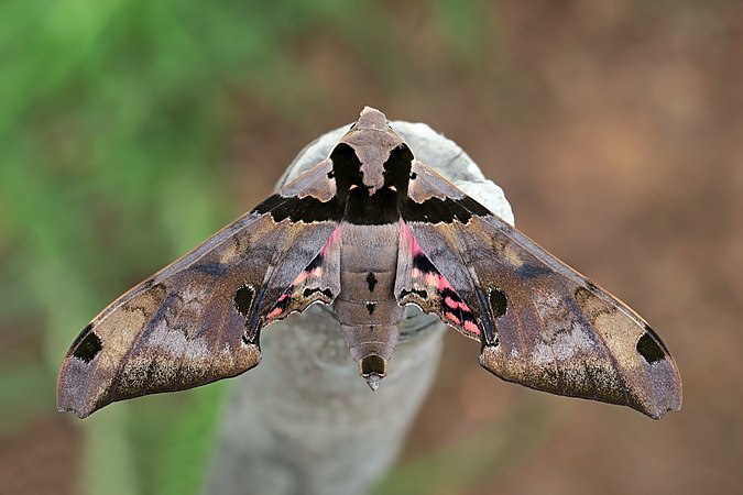 天蛾，摄于巴拿马托图马斯山云雾林。