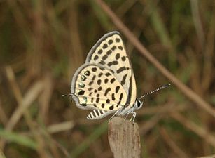 Ventral view