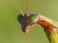 Chinese mantis (Tenodera sinensis)