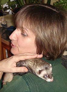 Woman embracing a weasel