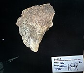 天山副巨犀（Paraceratherium tienshanensis）