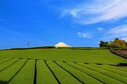 Tea plantation in Fuji, Shizuoka Prefecture