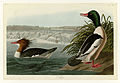 331. Goosander (Common Merganser)