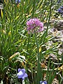 Allium lusitanicum