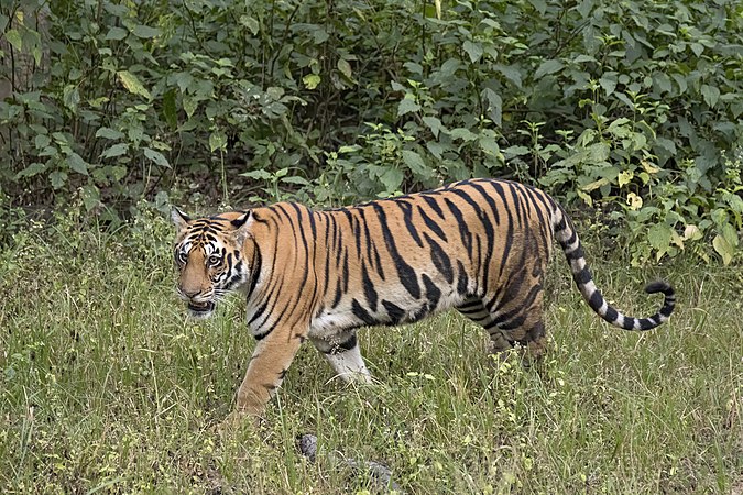 一只雌性孟加拉虎（Panthera tigris），摄于印度坎哈国家公园。今天是印度的独立日。