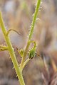 Calycoseris wrightii