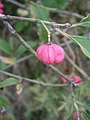 Euonymus europaeus fruit